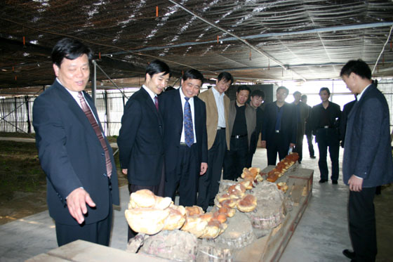 威尼克斯人